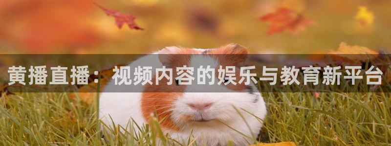 劲爆体育nba直播免费高清在线：黄播直播：视频内容的娱乐与教育新平台